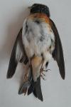 Fringilla montifringilla