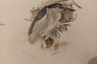 Nycticorax nycticorax