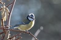 Cyanistes caeruleus