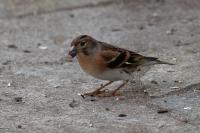 Fringilla montifringilla
