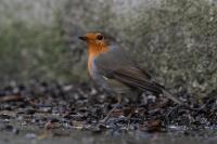 Erithacus rubecula