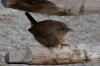 Troglodytes troglodytes
