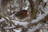 Erithacus rubecula