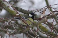 Parus major