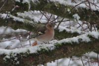 Fringilla coelebs