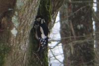 Dendrocopos major