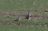 Perdix perdix