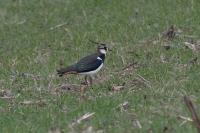 Vanellus vanellus