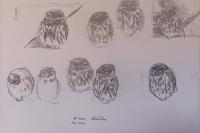Athene noctua