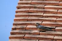 Hirundo rustica