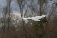 Ardea alba