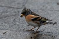 Fringilla montifringilla