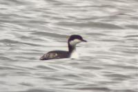 Podiceps auritus