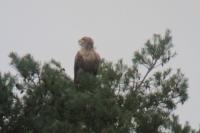 Haliaeetus albicilla