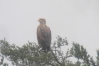 Haliaeetus albicilla