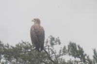 Haliaeetus albicilla