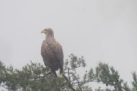 Haliaeetus albicilla