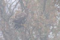 Haliaeetus albicilla