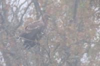 Haliaeetus albicilla