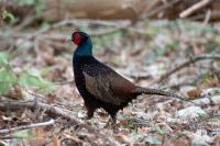 Phasianus colchicus