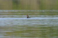 Podiceps nigricollis