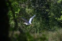 Ardea cinerea
