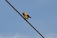 Carduelis carduelis