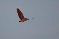 Nycticorax nycticorax