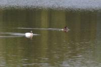 Podiceps cristatus