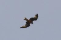 Milvus milvus