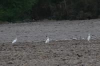 Bubulcus ibis