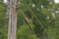 Anthus trivialis
