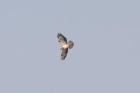Buteo buteo