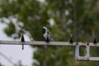 Motacilla alba