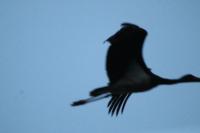 Ciconia nigra