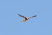 Falco tinnunculus