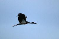 Ciconia nigra