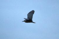 Nycticorax nycticorax