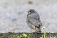 Phoenicurus ochruros