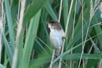Acrocephalus scirpaceus