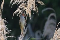 Acrocephalus arundinaceus