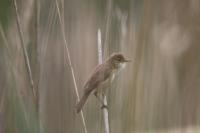 Acrocephalus scirpaceus