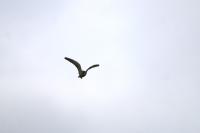 Falco subbuteo