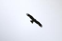 Milvus migrans