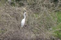 Ardea alba