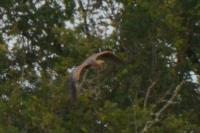 Ardea purpurea