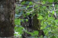 Dendrocopos major