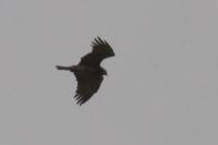 Circaetus gallicus