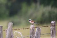 Lanius collurio