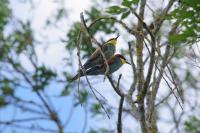 Merops apiaster